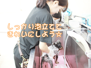☆１年生のトリミング☆